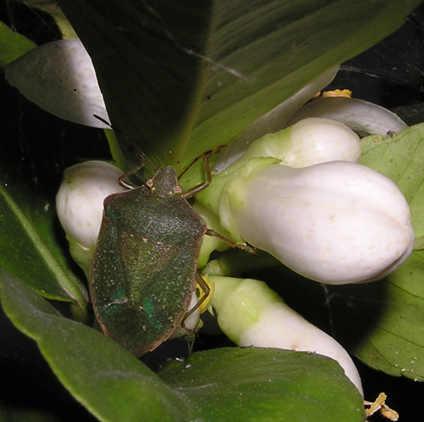 Nezara viridula Linnaeus 1758